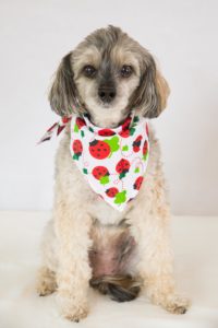 Dog wearing ladybird bandana