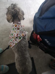 Shoodle wearing bandana with dog pram 